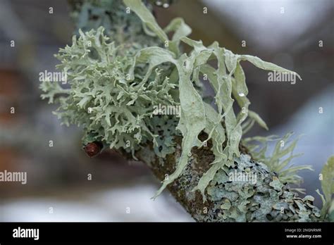 lichen sur branche