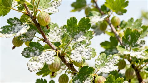 oïdium sur feuilles de groseillier
