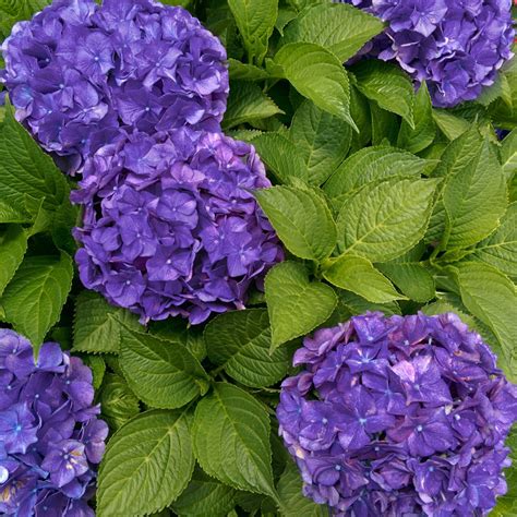 Hortensia violet foncé en pot