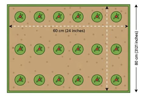 Schéma montrant l'espacement idéal entre les plants de piment