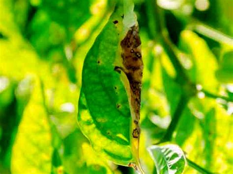 Feuilles de piment atteintes de mildiou avec des taches brunes et jaunes