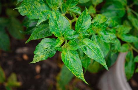Feuilles de piment montrant des marbrures vertes et jaunes caractéristiques du virus de la mosaïque