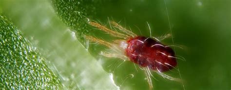 Illustration détaillée d'un tétranyque tisserand sur une feuille de piment