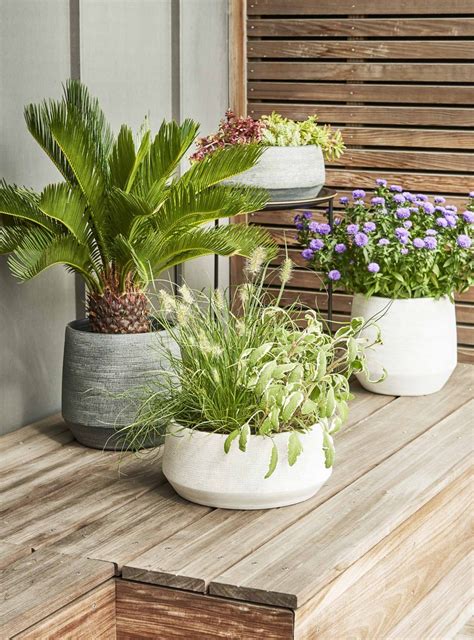Un chaton observant attentivement des plantes en pot