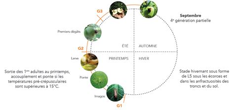 Schéma du cycle de vie du carpocapse des prunes montrant les phases de ponte, d'éclosion et de nymphose