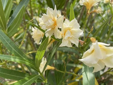 Gros plan sur les fleurs doubles blanches du laurier-rose Mont Blanc