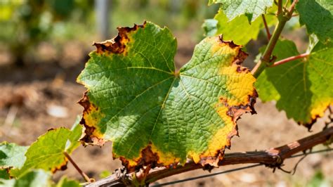 Schéma illustrant les causes probables du brunissement des feuilles (manque d'eau, parasites, soleil excessif)