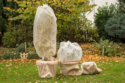 Illustration montrant l'utilisation d'un voile d'hivernage sur un arbuste en pot