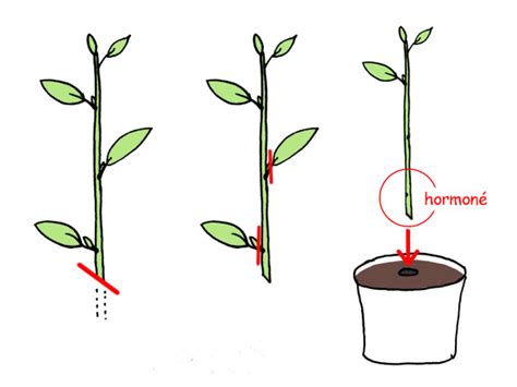 Schéma étape par étape illustrant la technique du bouturage semi-aoûté