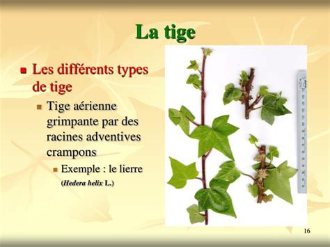 Infographie comparant les différents modes d'accroche des plantes : ventouses, vrilles et racines aériennes