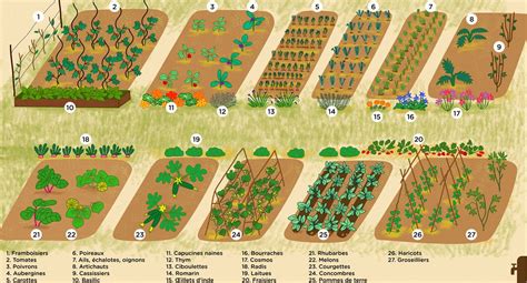 Illustration montrant différents types de tuteurs installés dans un potager