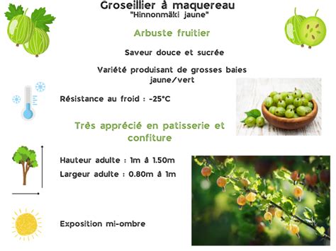 Infographie illustrant le calendrier de traitement annuel du groseillier à maquereau