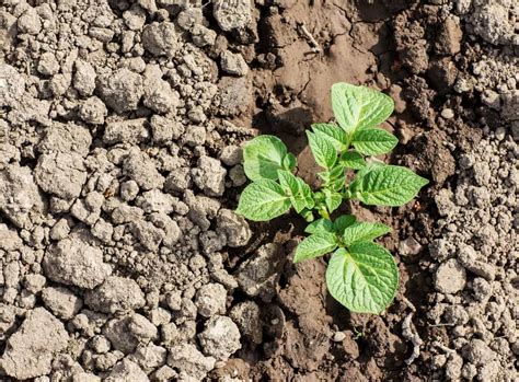 Schéma illustrant la différence entre une terre argileuse compacte et une terre de jardin ameublie