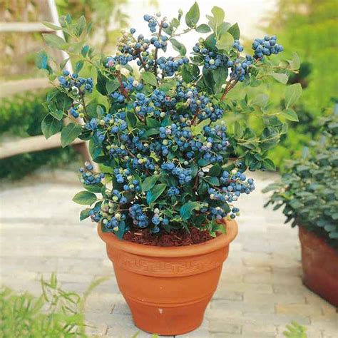 Plante de myrtillier en pot avec des baies bleues