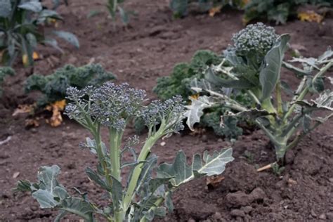 Plan détaillé d'un plant de brocoli à jets montrant les rejets latéraux