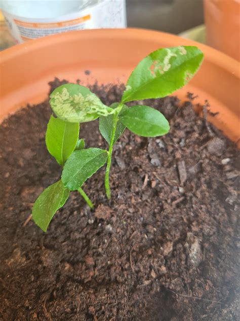 pucerons sur une jeune pousse de citronnier
