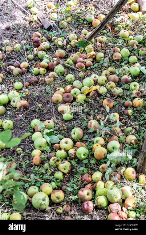 Tapis de pommes tombées au pied d'un pommier en automne