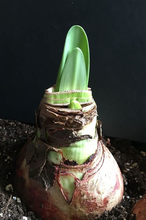 Schéma illustrant la structure d'un bulbe d'amaryllis sain avec ses racines et son bourgeon floral