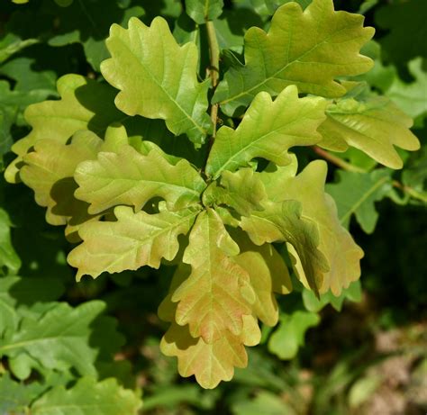 Feuillage épineux du chêne vert