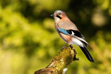 Geai des chênes se nourrissant de glands