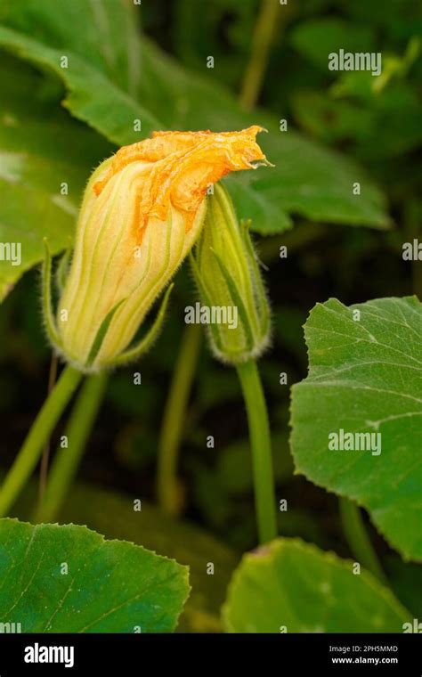 Plantes sauvages en gros plan