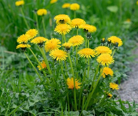 Plante de pissenlit avec ses fleurs