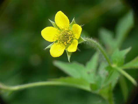 Plante de benoîte urbaine en fleur