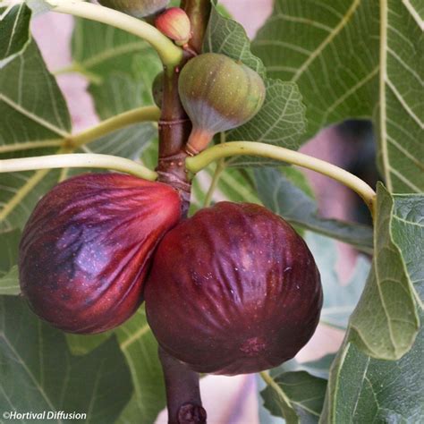 Gros plan sur une figue 'Violette Dauphine' coupée en deux révélant sa chair rose vif