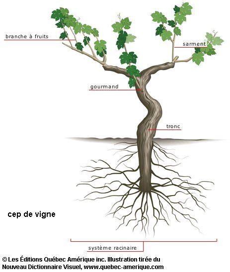 Illustration d'un sarment de vigne avec trois yeux