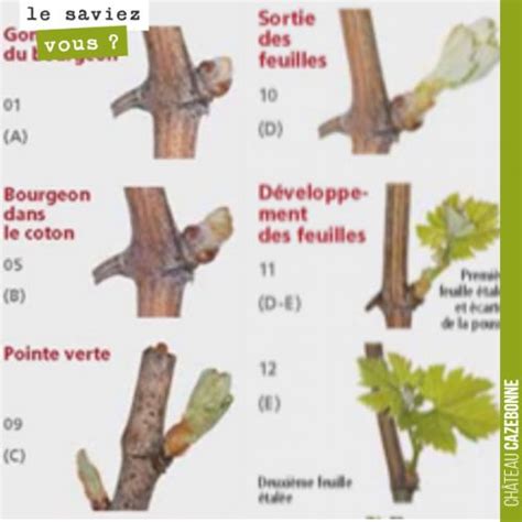 Illustration des différentes phases de développement des bourgeons de vigne