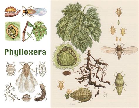 Phylloxéra radicicole (gauche) et Phylloxéra gallicole sur feuilles de vigne (droite)