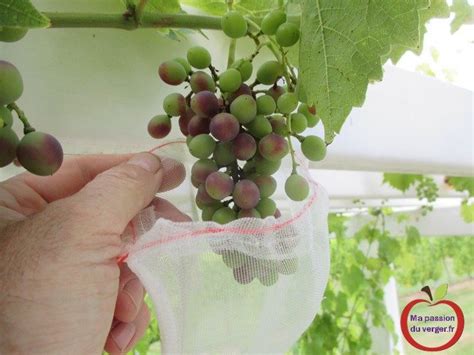 Infographie sur l'ensachage des grappes de raisin pour les protéger