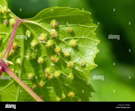 Photo macro montrant les déformations foliaires caractéristiques (galles) sur une feuille de groseillier rouge.