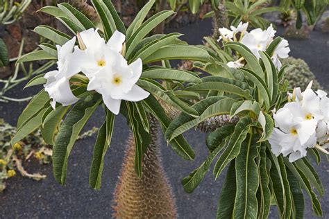 Pachypodium lamerei adulte dans un intérieur lumineux