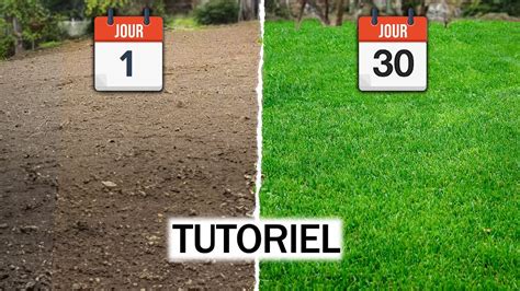 Réensemencement du gazon après désherbage