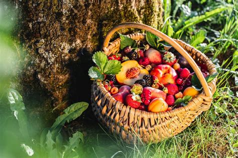 Panier de fruits d'été fraîchement cueillis