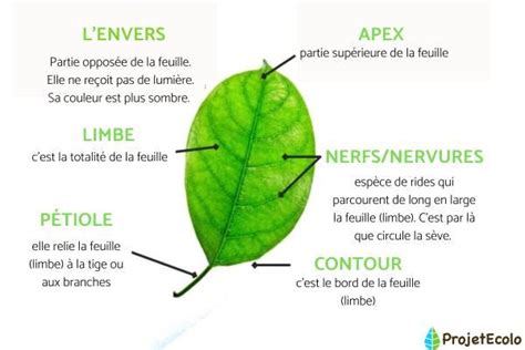 Schéma illustrant l'évolution d'une tache bactérienne sur une feuille de lierre