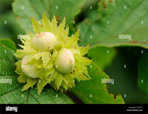 Noisettes mûres sur l'arbre