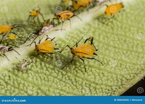 Puceron sur une feuille de noisetier