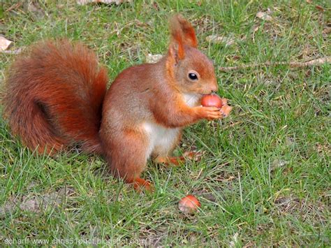 Écureuil mangeant une noisette