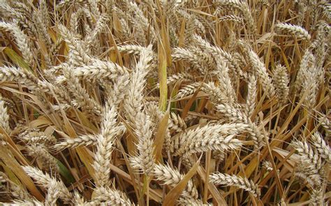 Variétés de pruniers adaptées aux climats tempérés