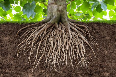 Racines d'un figuier envahissant les fondations d'une maison