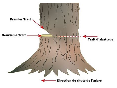 Schéma d'une coupe d'arbre traitée avec un herbicide