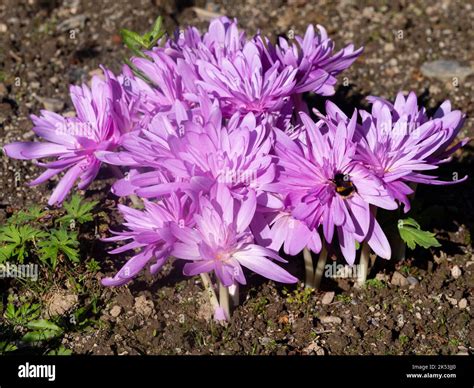 Image d'un champ de Colchicum 'Waterlily' en pleine floraison