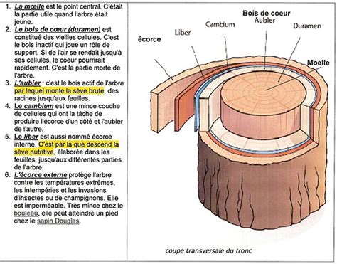 schéma explicatif de la découpe transversale d'un tronc
