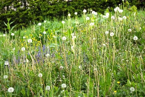 jardin envahi par les herbes folles