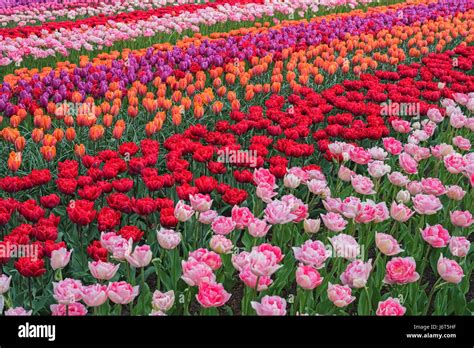 Champ de tulipes botaniques colorées au printemps