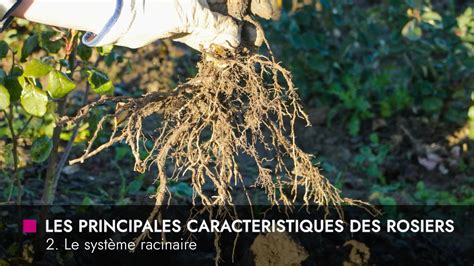Schéma illustrant le système racinaire densifié d'un bonsaï prêt pour un rempotage