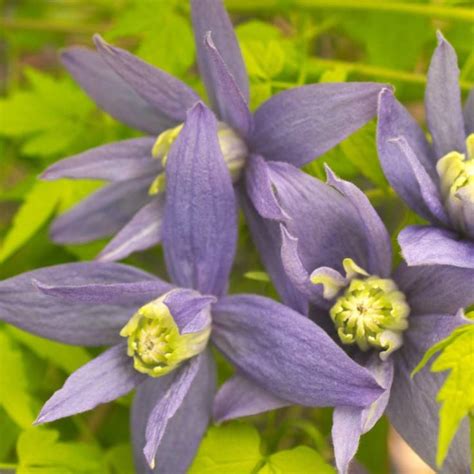 Clématite alpina en fleurs