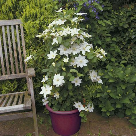 Clématite en pot sur un balcon